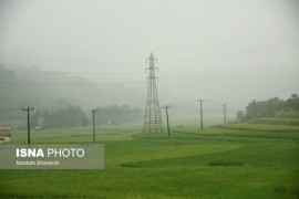 شالیزارهای باران خورده شهرستان ساری